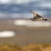 Koliha malá - Numenius phaeopus - Whimbrel 7692